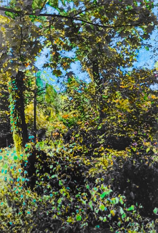 Jean Claude Chastaing - Original painting - Oil on photo - Walk in the forest 43