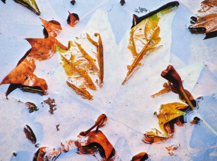Jean Claude Chastaing - Original photo - Digital - Dead Leaves