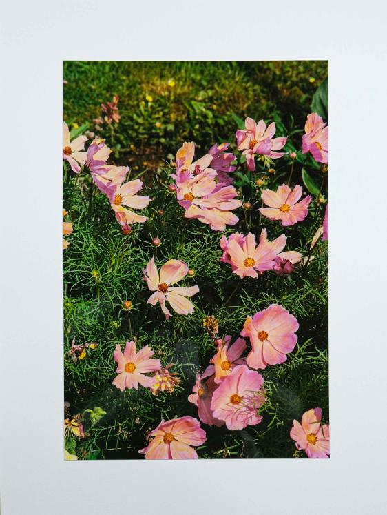 Jean Claude Chastaing - Original photo - Digital -  Flower