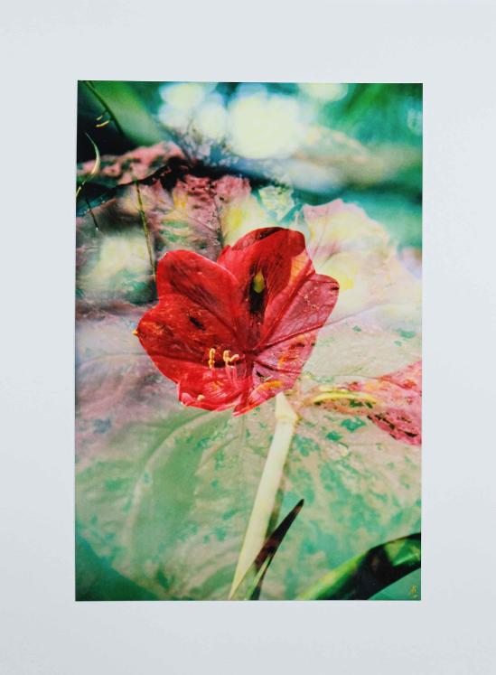 Jean Claude Chastaing - Original photo montage - Flower