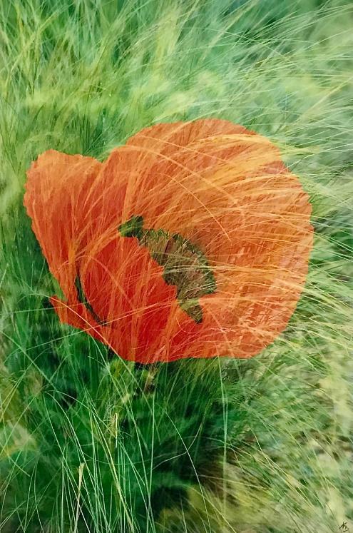 Jean Claude Chastaing - Original photo montage - The Poppy