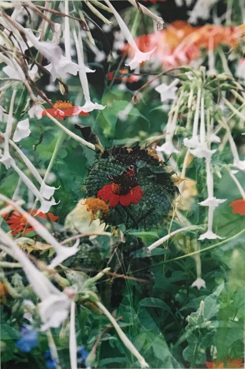 Jean Claude Chastaing - Original photo - Flowers 4