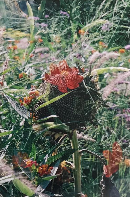 Jean Claude Chastaing - Original photo - Flowers 5