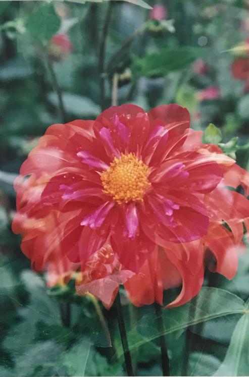 Jean Claude Chastaing - Original photo - Flowers 6
