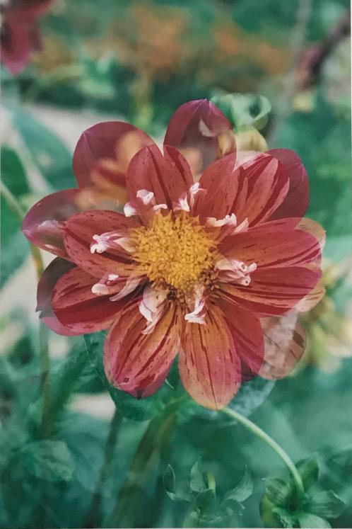Jean Claude Chastaing - Original photo - Flowers 8
