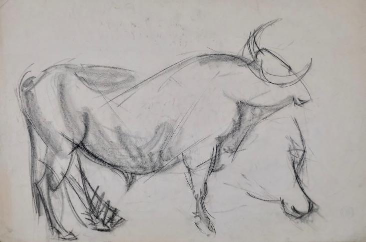 Magdalena Reinharez - Original drawing - Charcoal - Bull