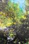 Jean Claude Chastaing - Original oil painting on photo - Walk in the forest