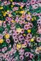 Jean Claude Chastaing - Original photo montage - Flower
