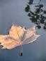 Jean Claude Chastaing - Original photo - Dead leaf