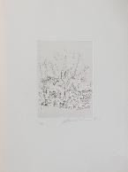 Alberto GIACOMETTI - Original print - Drypoint - The tree 9 (Feuilles éparses)