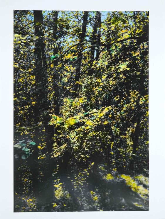 Jean Claude Chastaing - Peinture originale à huile sur photo - Balade en forêt 79