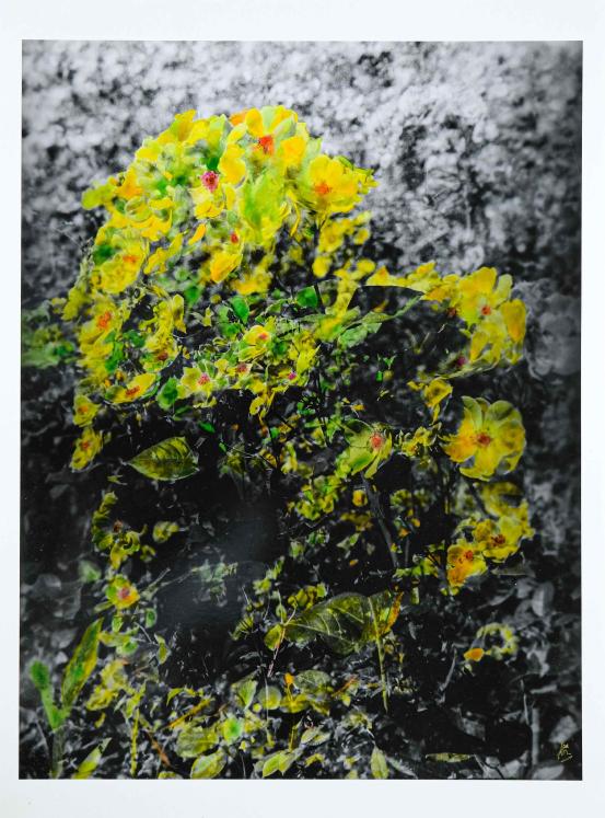 Jean Claude Chastaing - Peinture originale à huile sur photo - Balade en forêt 90