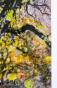 Jean Claude Chastaing - Peinture originale - Huile sur photo - Balade en forêt