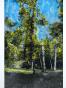 Jean Claude Chastaing - Peinture originale à huile sur photo - Balade en forêt 77