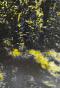 Jean Claude Chastaing - Peinture originale à huile sur photo - Balade en forêt 79