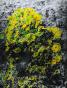 Jean Claude Chastaing - Peinture originale à huile sur photo - Balade en forêt 90