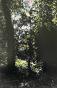 Jean Claude Chastaing - Peinture originale à huile sur photo - Balade en forêt 4