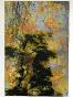 Jean Claude Chastaing - Peinture à huile sur photo - Balade en forêt 1