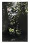 Jean Claude Chastaing - Peinture originale à huile sur photo - Balade en forêt 4