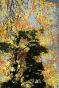 Jean Claude Chastaing - Peinture à huile sur photo - Balade en forêt 1